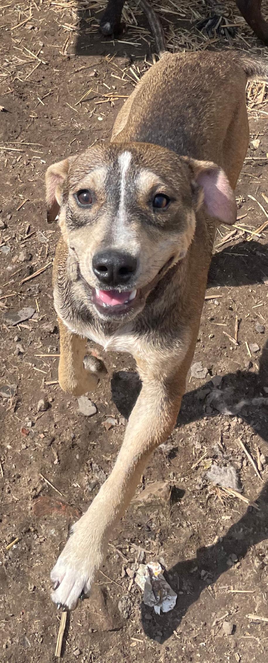 Enlarge Thunder, a Adoptable mixed breed in Tracy City , TN image 1/3