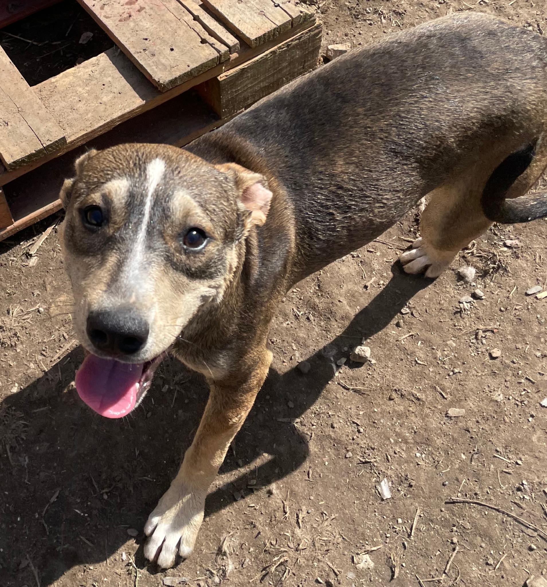 Thunder, Adoptable, Young Male American Staffordshire Terrier & Cattle Dog.