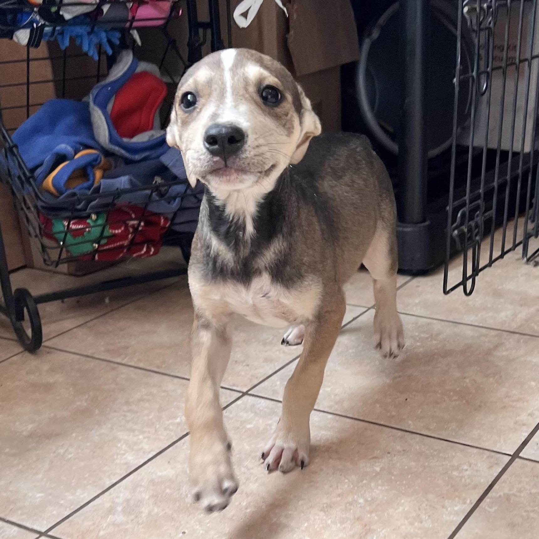 Thunder, a Adoptable mixed breed in Tracy City , TN image 2/3