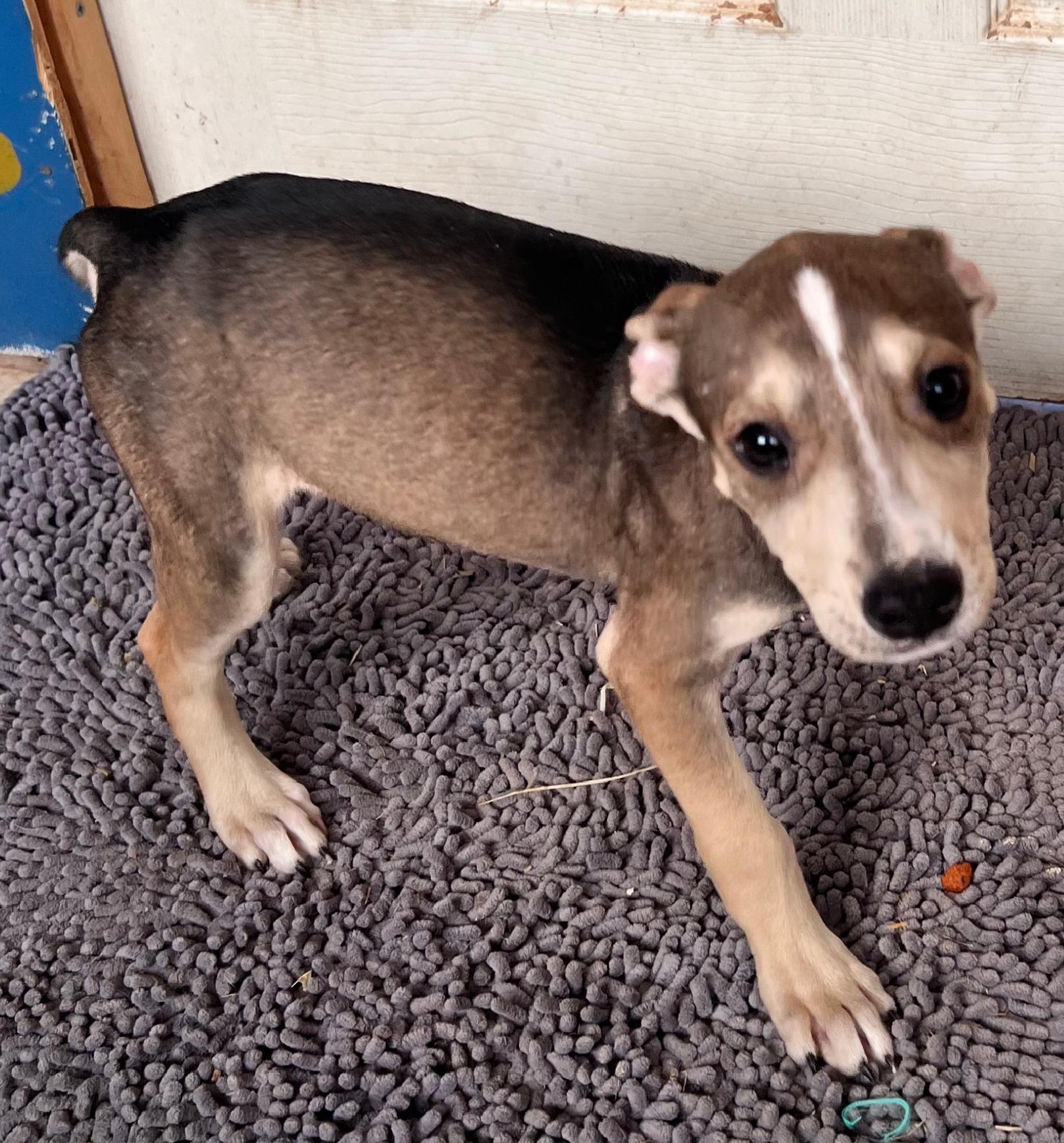 Thunder, a Adoptable mixed breed in Tracy City , TN image 1/3