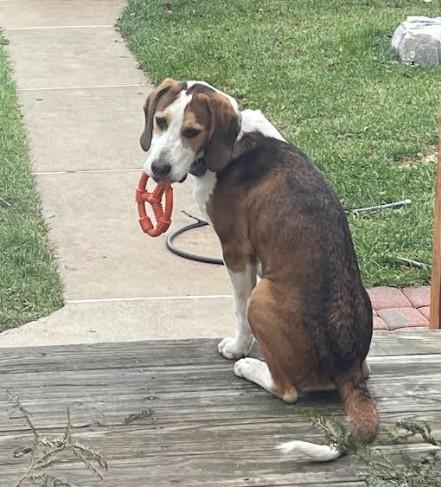 Enlarge Tobi, a Adoptable American Foxhound in Huntingtown, MD image 5/6