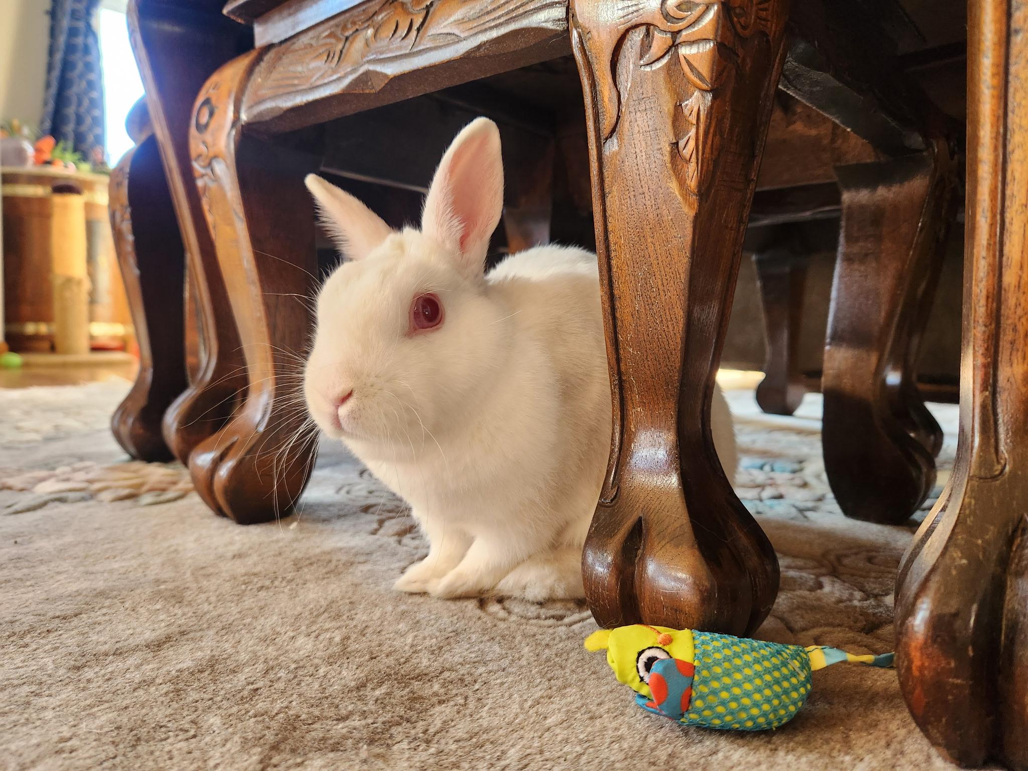 Enlarge Winnifred (bonded to Lil' Sebastian), a Adoptable Polish in Omaha, NE image 2/6