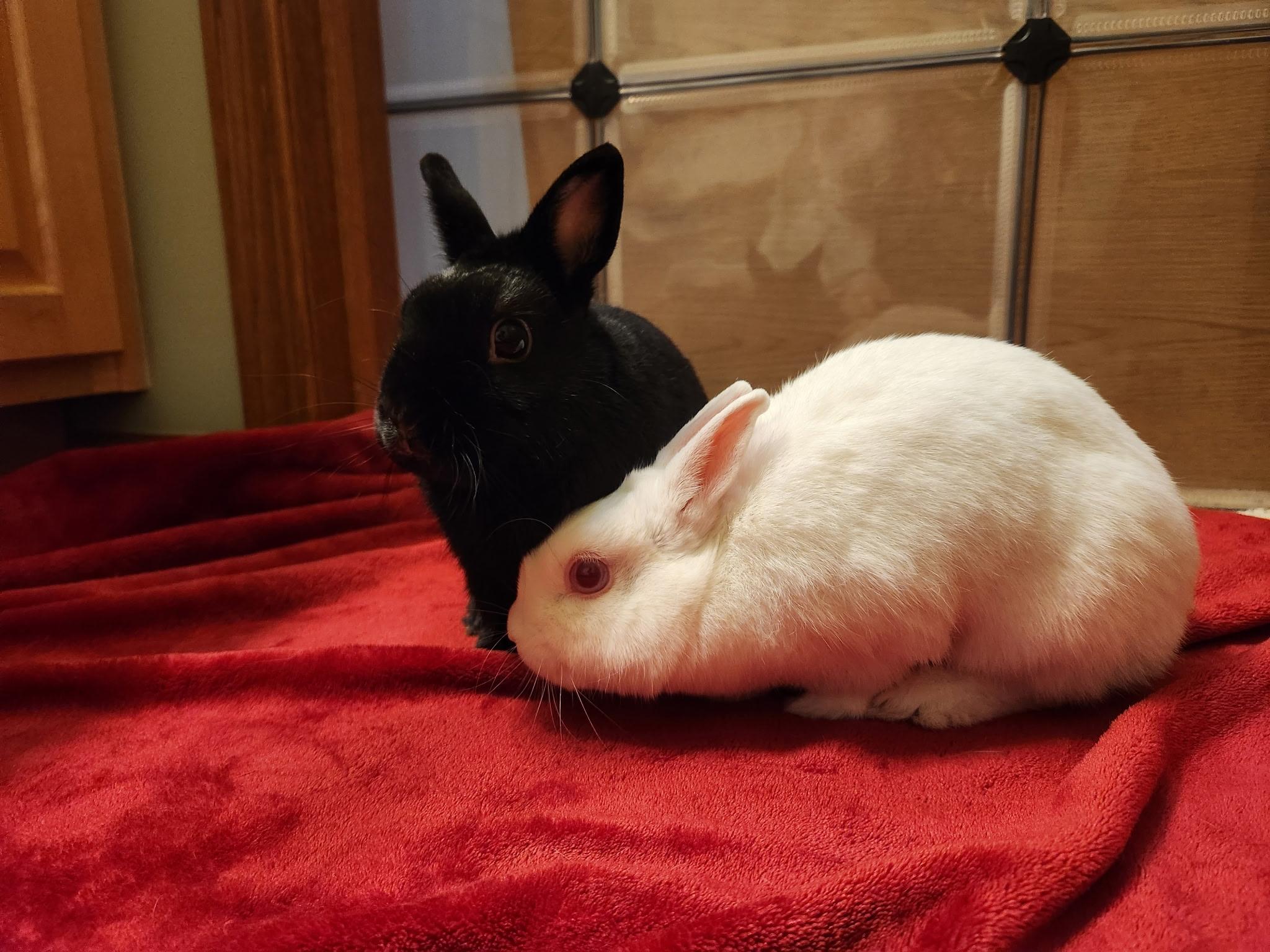 Enlarge Winnifred (bonded to Lil' Sebastian), a Adoptable Polish in Omaha, NE image 5/6