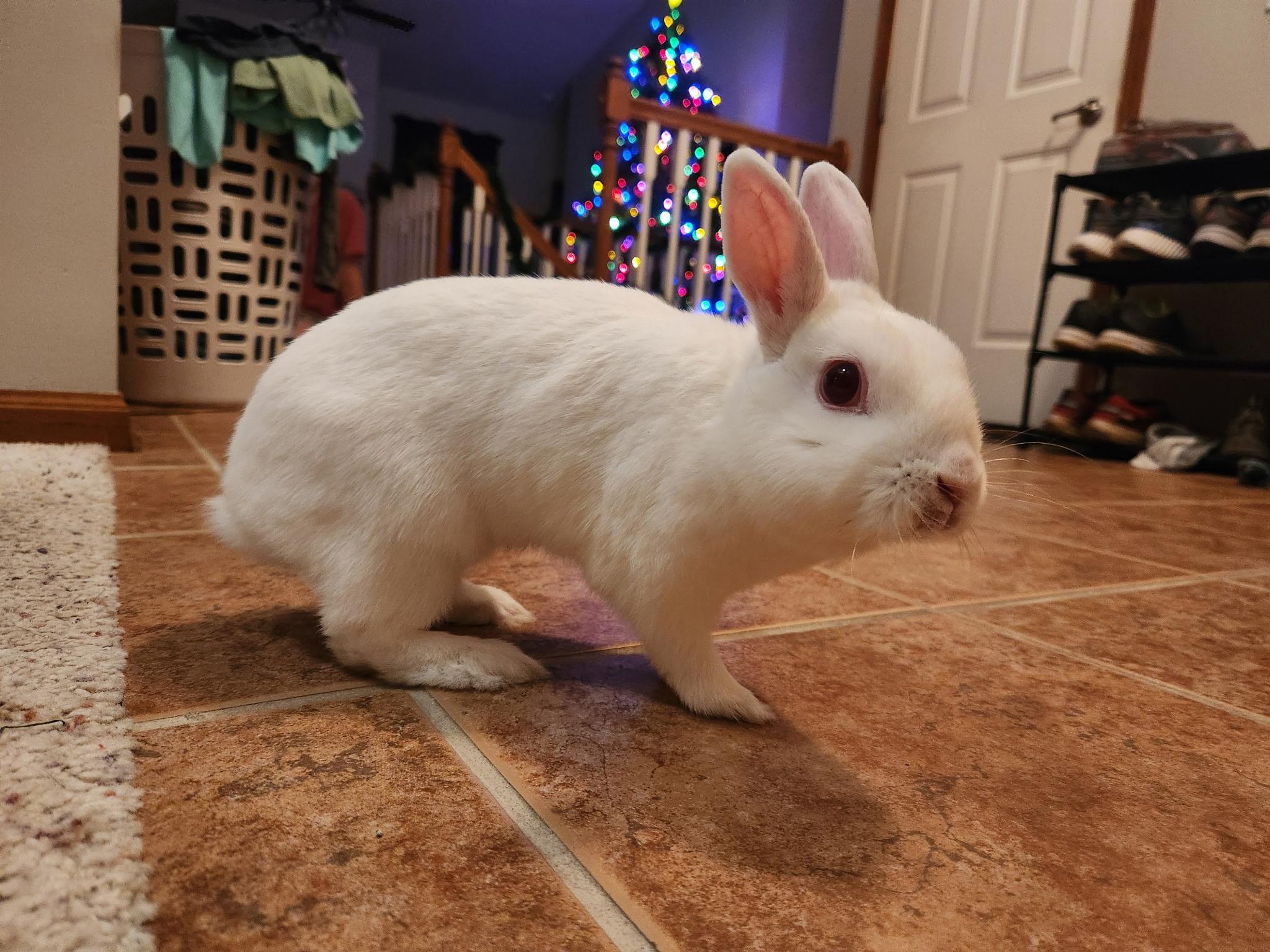 Enlarge Winnifred (bonded to Lil' Sebastian), a Adoptable Polish in Omaha, NE image 3/6