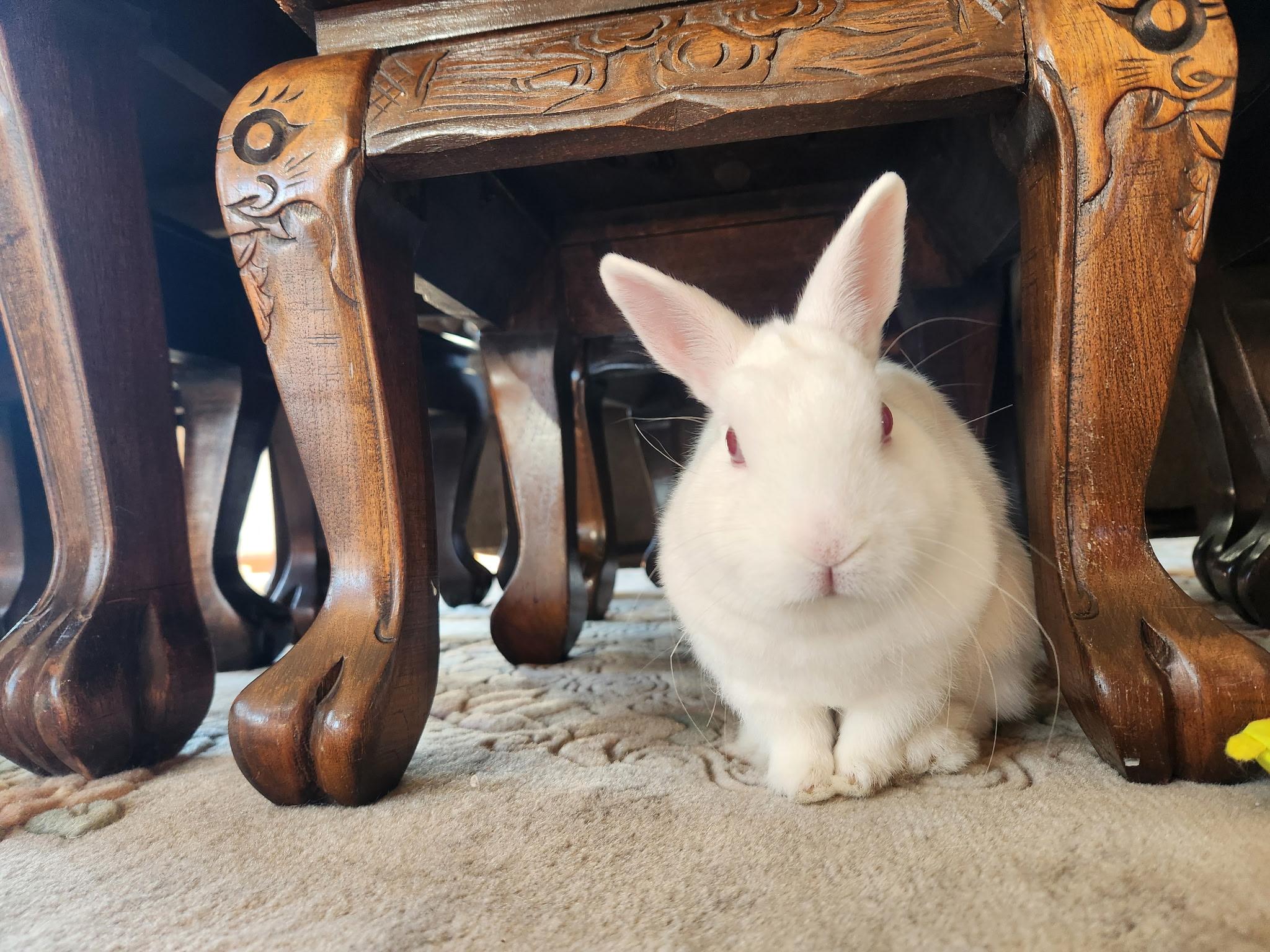 Enlarge Winnifred (bonded to Lil' Sebastian), a Adoptable Polish in Omaha, NE image 1/6