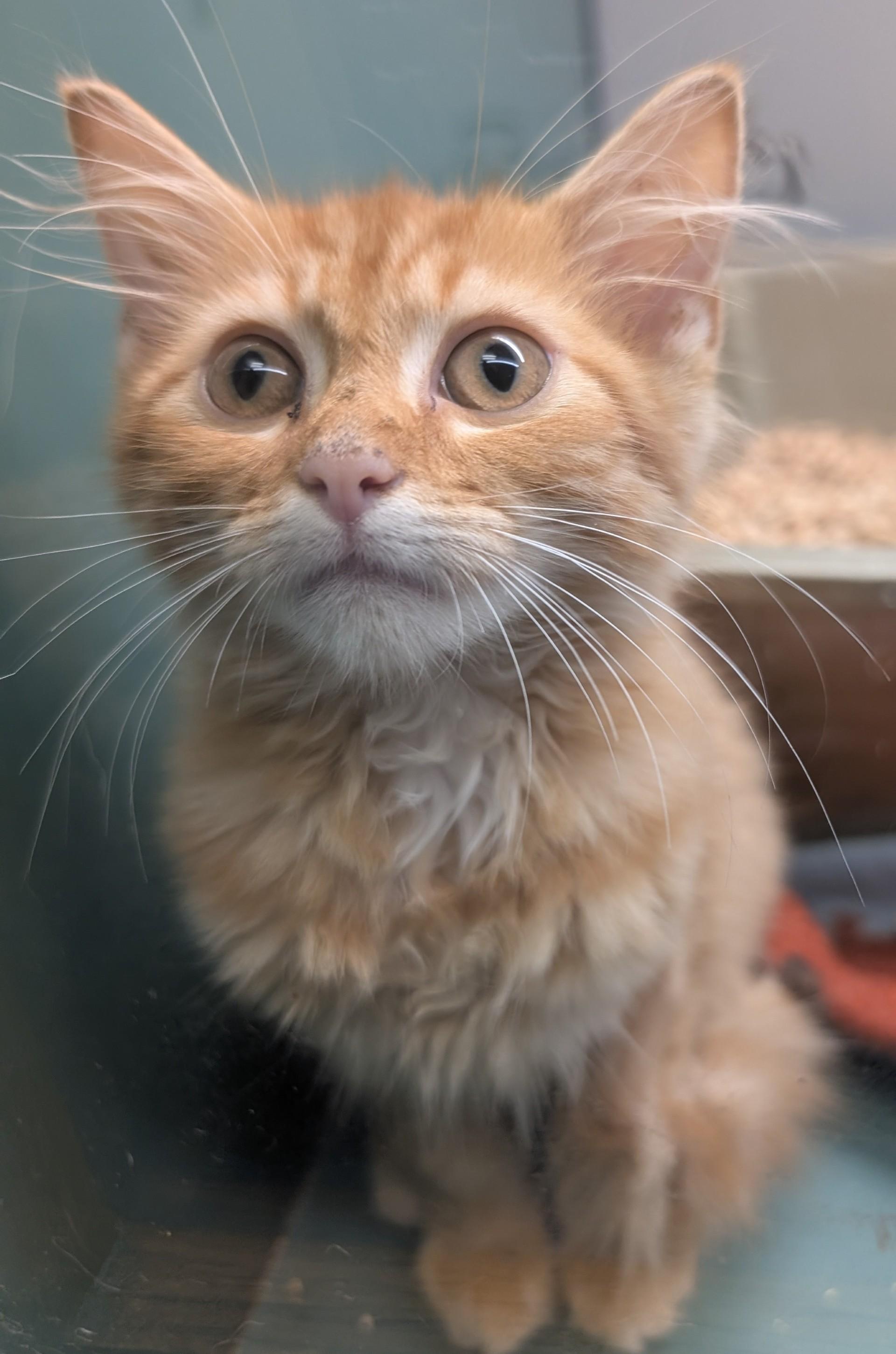 Enlarge Jeffery, an adopted Domestic Medium Hair in Suffolk, VA image 1/1