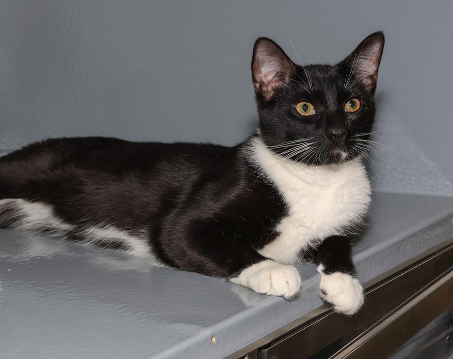 Oreo, ADOPTABLE, Kitten Male Domestic Short Hair.