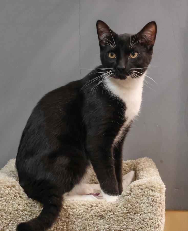 Enlarge Oreo, a ADOPTABLE Domestic Short Hair in Paramus, NJ image 2/4
