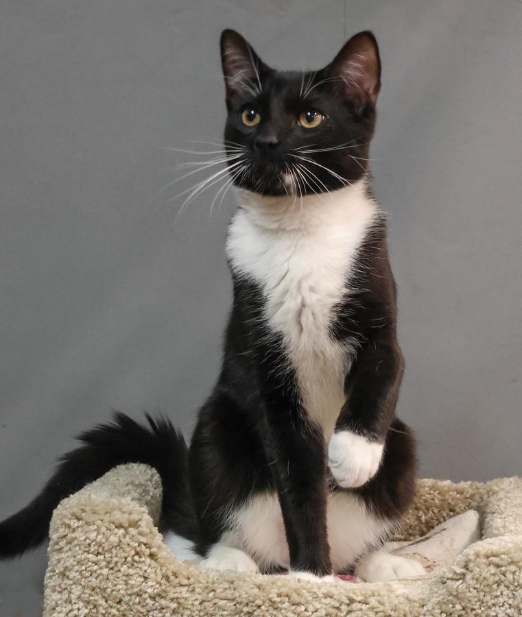 Enlarge Oreo, a ADOPTABLE Domestic Short Hair in Paramus, NJ image 4/4