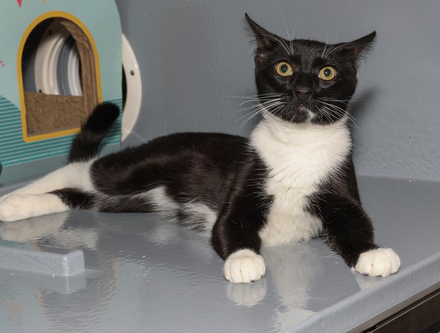Enlarge Oreo, a ADOPTABLE Domestic Short Hair in Paramus, NJ image 3/4