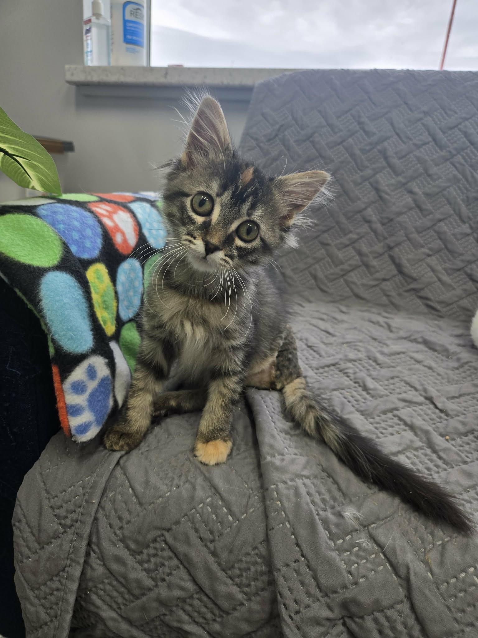 Jam, Adopted, Kitten Female Domestic Medium Hair.