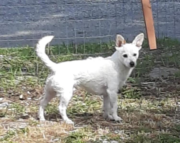 Buddy North, an adoptable Terrier in Spokane, WA, 99201 | Photo Image 2