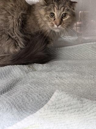 Echo, Adoptable, Adult Female Domestic Short Hair & Domestic Short Hair.