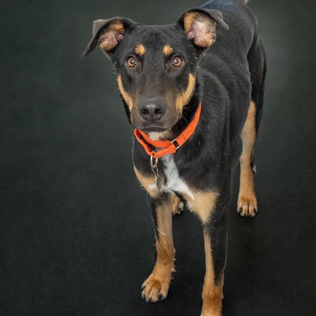 Enlarge BEETLE, a Adoptable mixed breed in Saint Louis, MO image 1/1