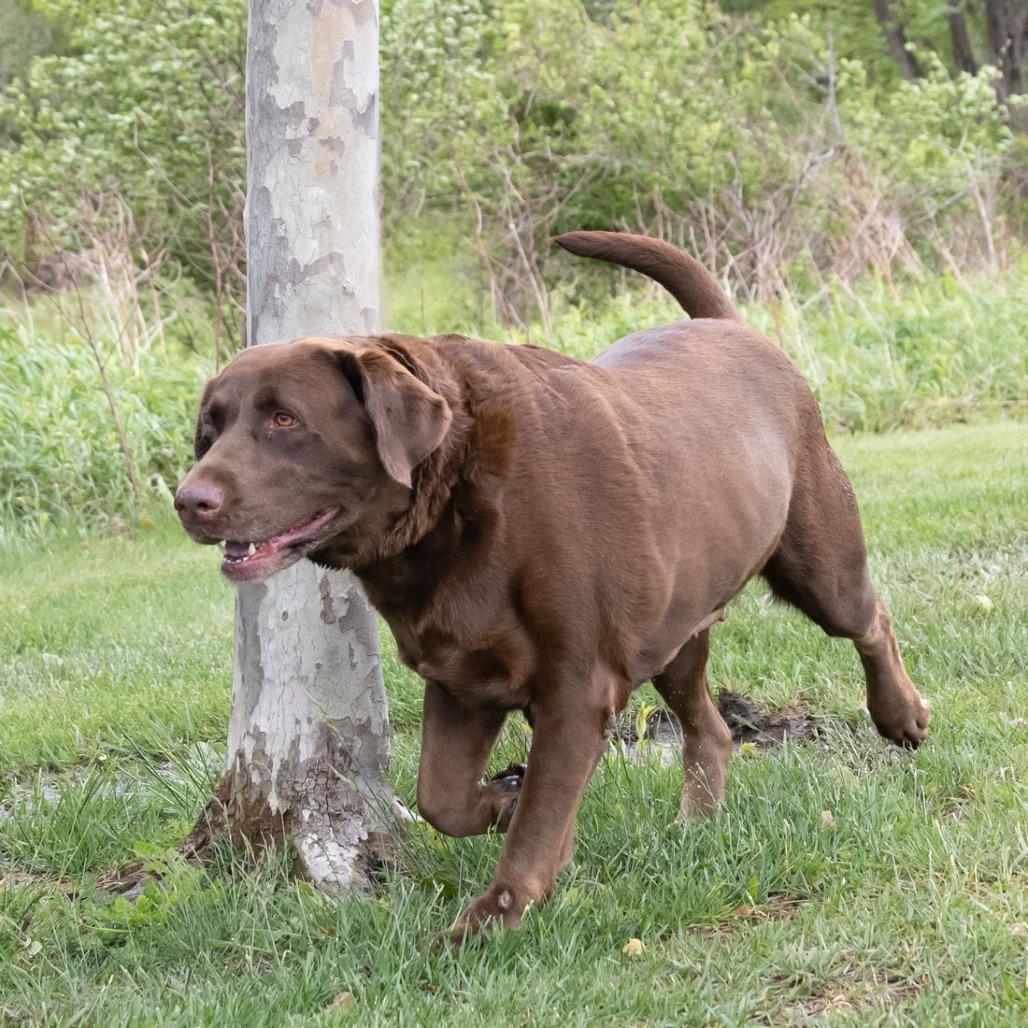 Sadie, a Adoptable mixed breed in Erie, PA image 2/2