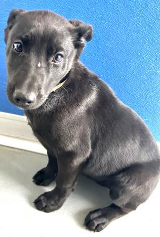 A252096, Adoptable, Puppy Female German Shepherd Dog & Mixed Breed.