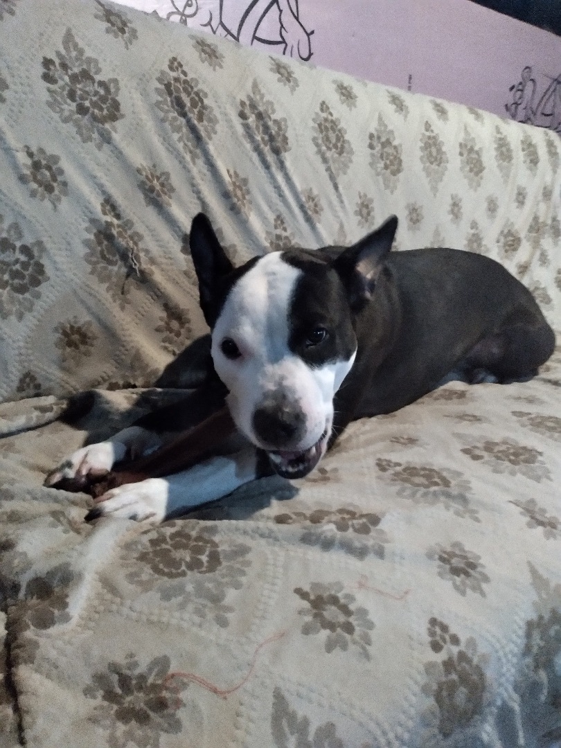 Enlarge Dice, a Adoptable mixed breed in Naperville, IL image 1/3