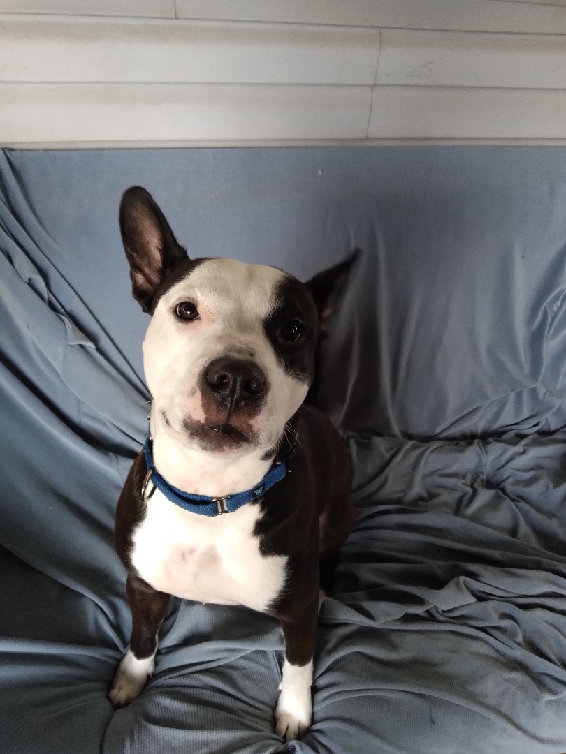 Enlarge Dice, a Adoptable mixed breed in Naperville, IL image 2/3