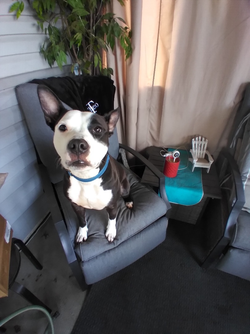 Enlarge Dice, a Adoptable mixed breed in Naperville, IL image 3/3