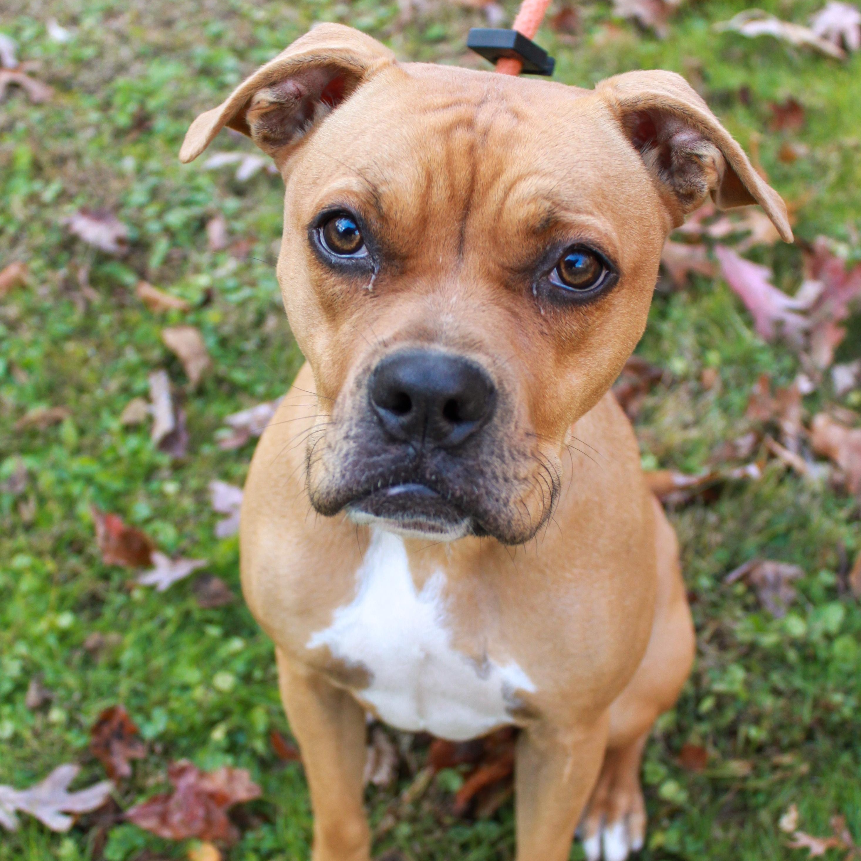 Enlarge Chessie, an adopted mixed breed in Ona, WV image 1/1