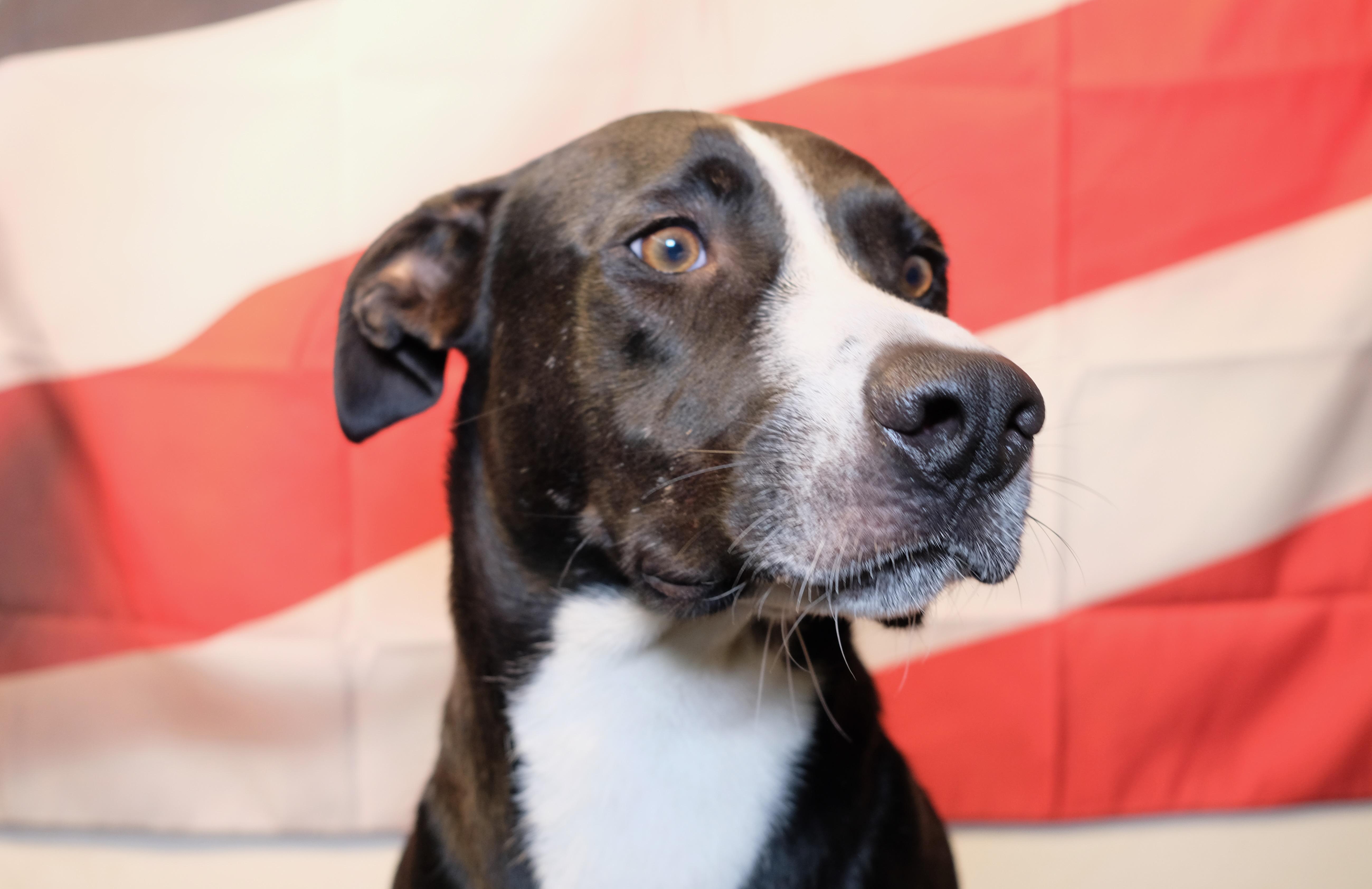 Arthur , a Adoptable mixed breed in New Caney, TX image 1/2