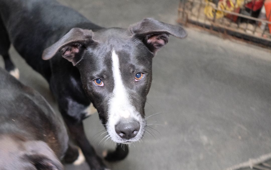 Arthur , a Adoptable mixed breed in New Caney, TX image 2/2