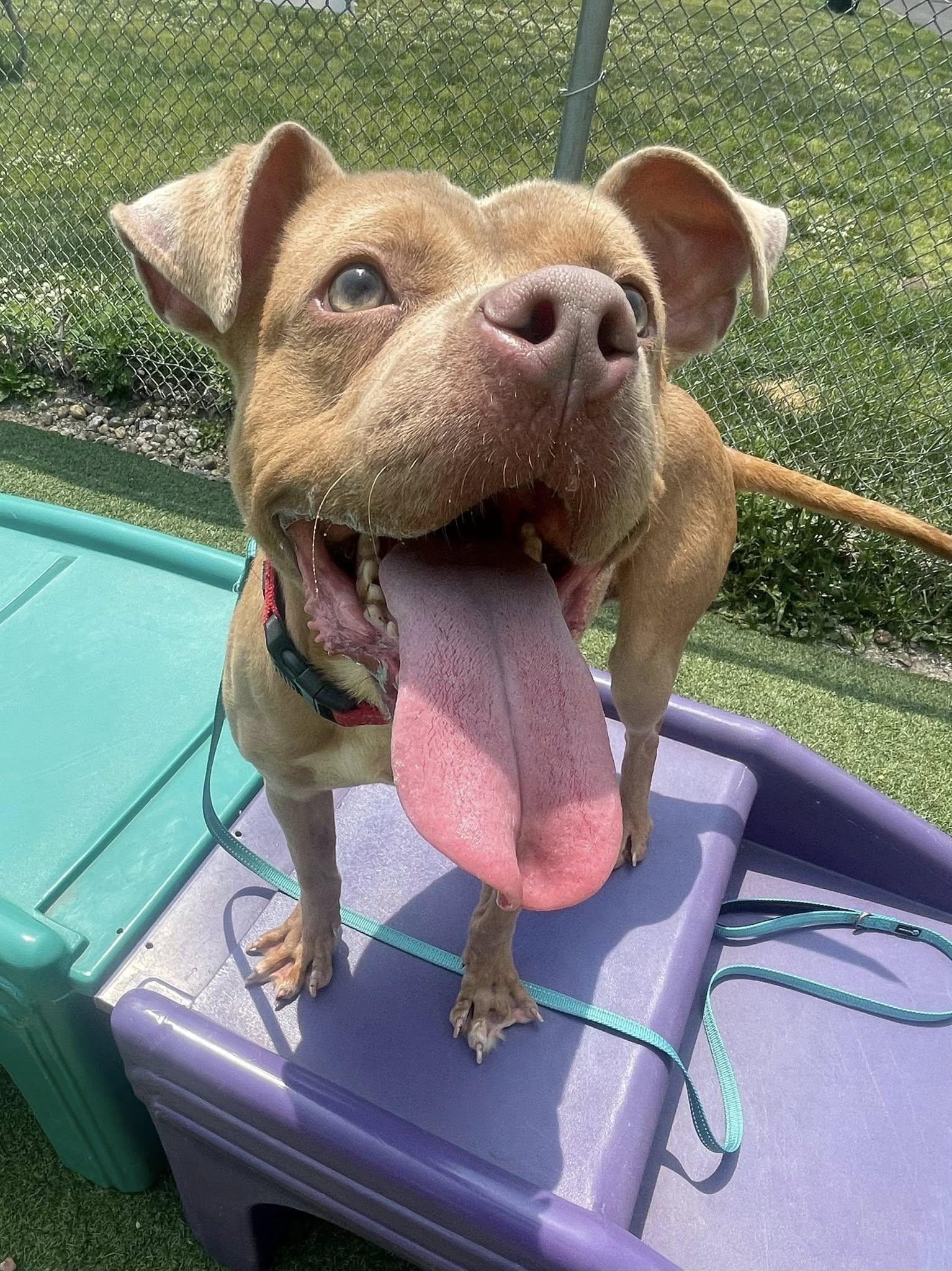 Fisher, Adult Male Pit Bull Terrier