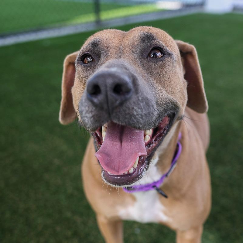 Hannah, Adoptable, Adult Female Retriever & Mixed Breed.