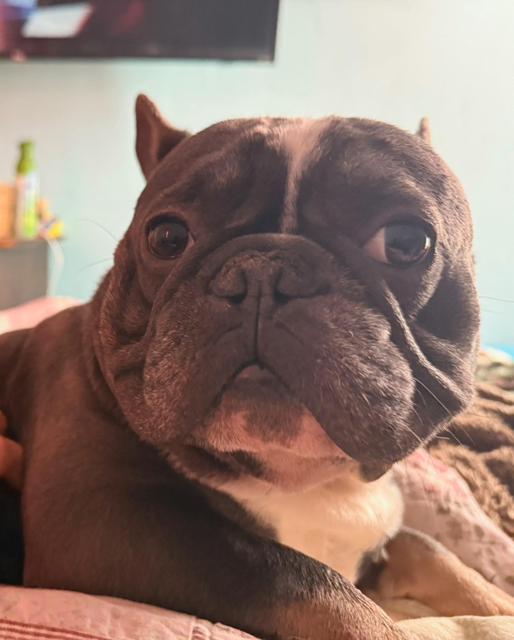 Enlarge Chief, a ADOPTABLE French Bulldog in Zimmerman, MN image 1/2