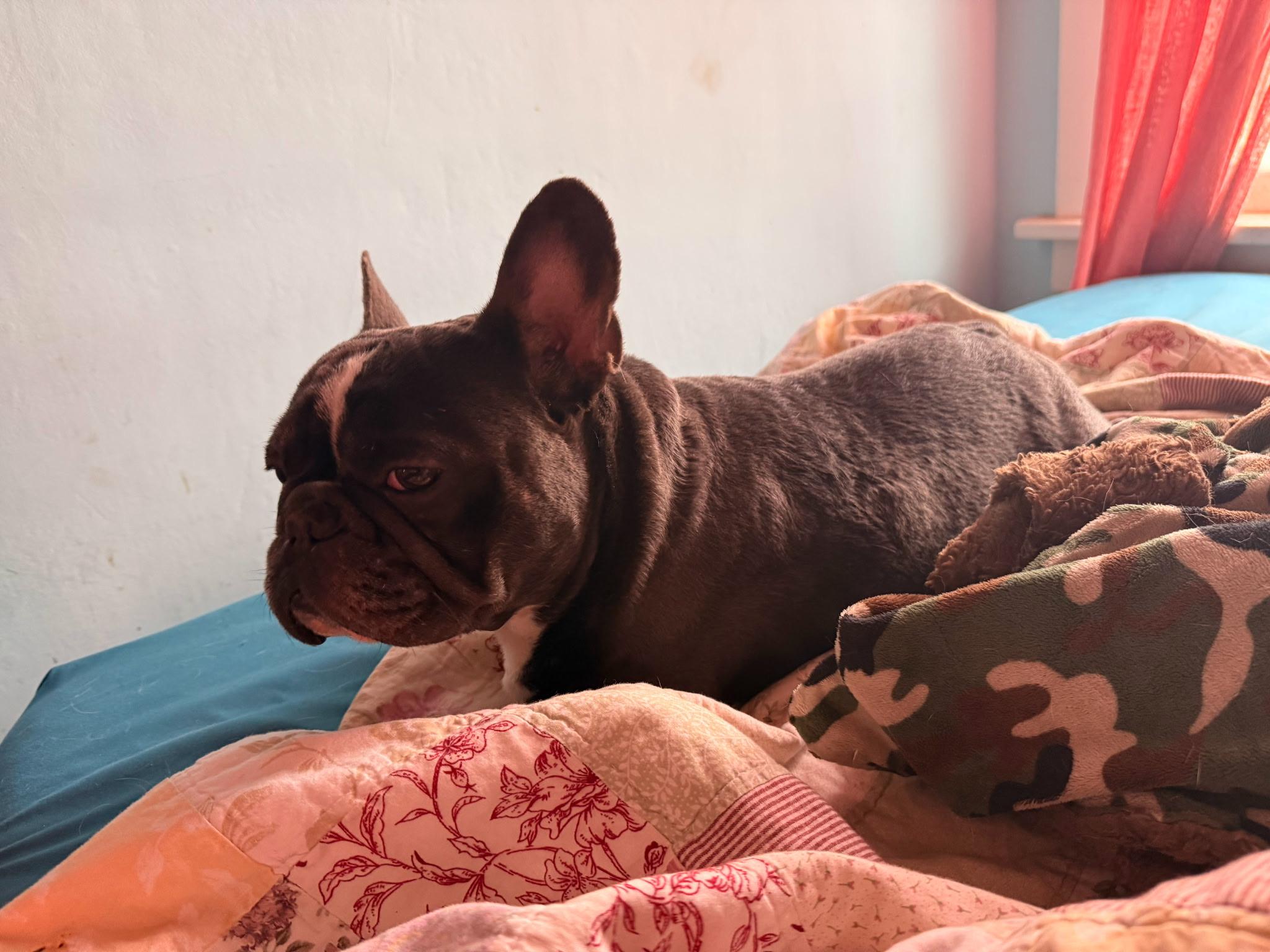 Enlarge Chief, a ADOPTABLE French Bulldog in Zimmerman, MN image 2/2