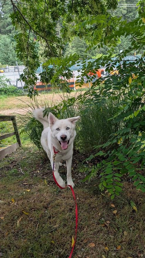 Enlarge Hugo, a Adoptable Husky in Coquitlam, BC image 4/4