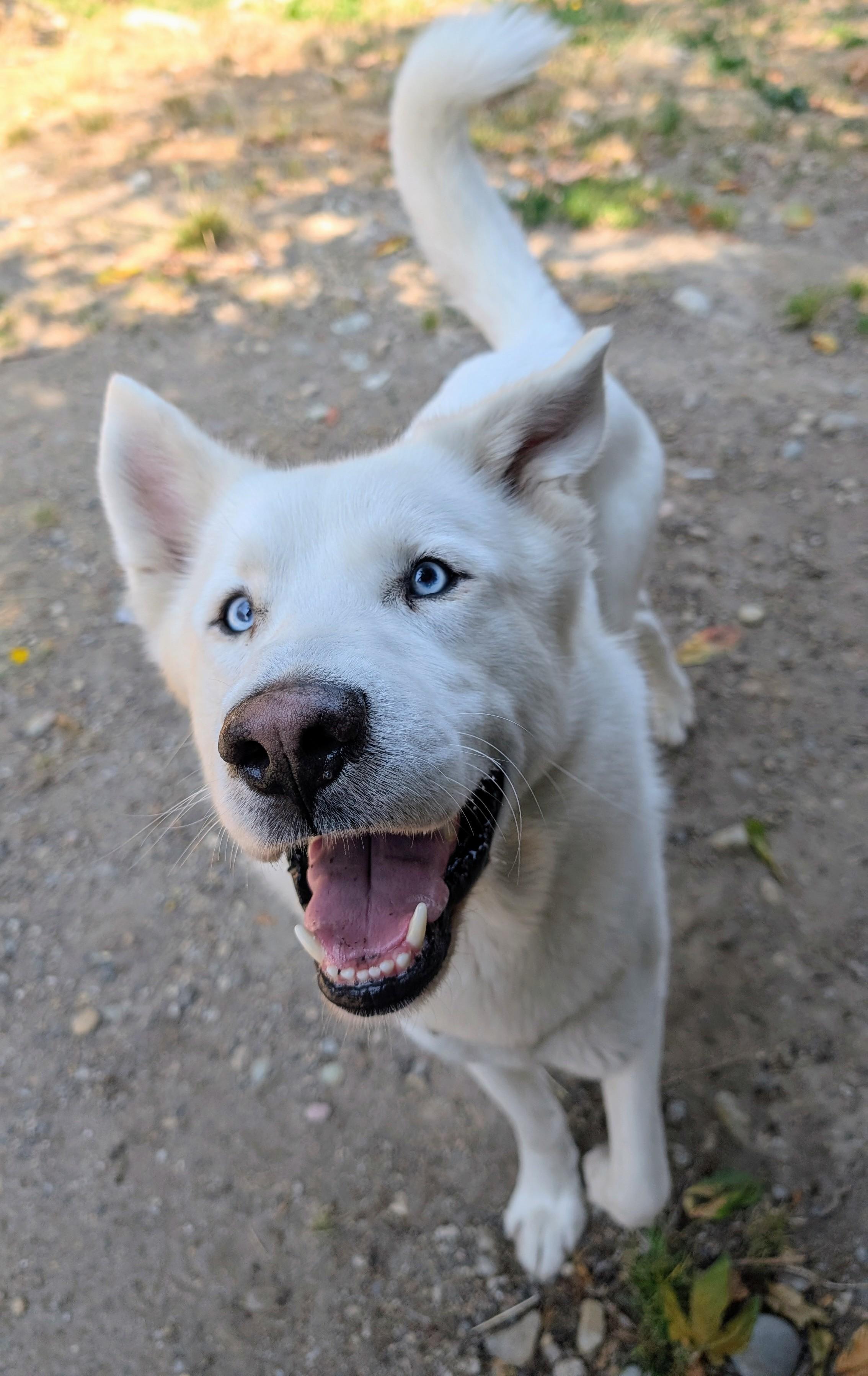Enlarge Hugo, a Adoptable Husky in Coquitlam, BC image 2/4
