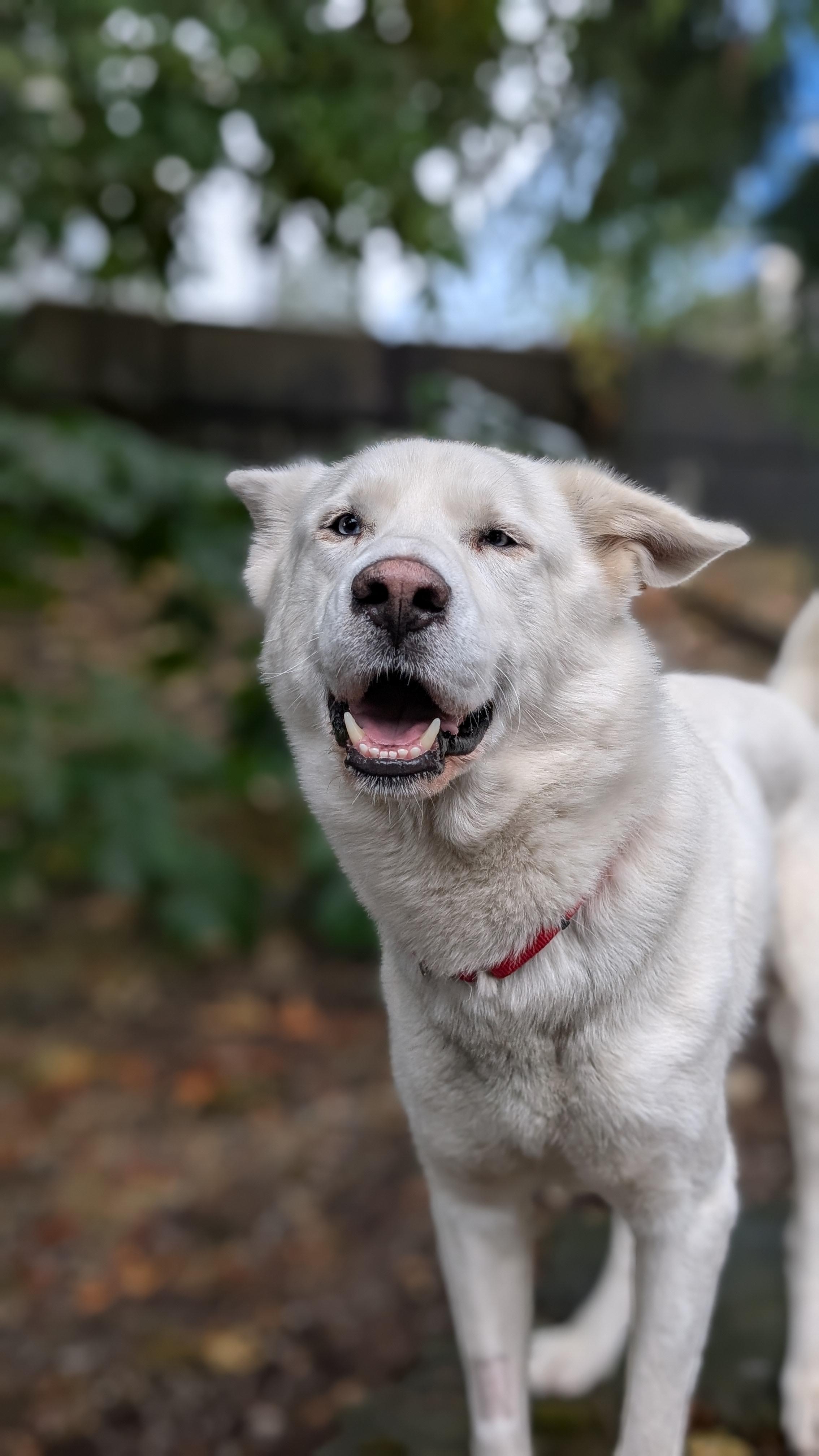 Enlarge Hugo, a Adoptable Husky in Coquitlam, BC image 3/4