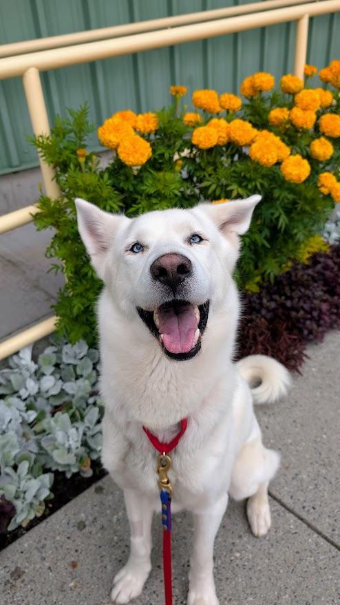 Hugo, Adoptable, Adult Male Husky.