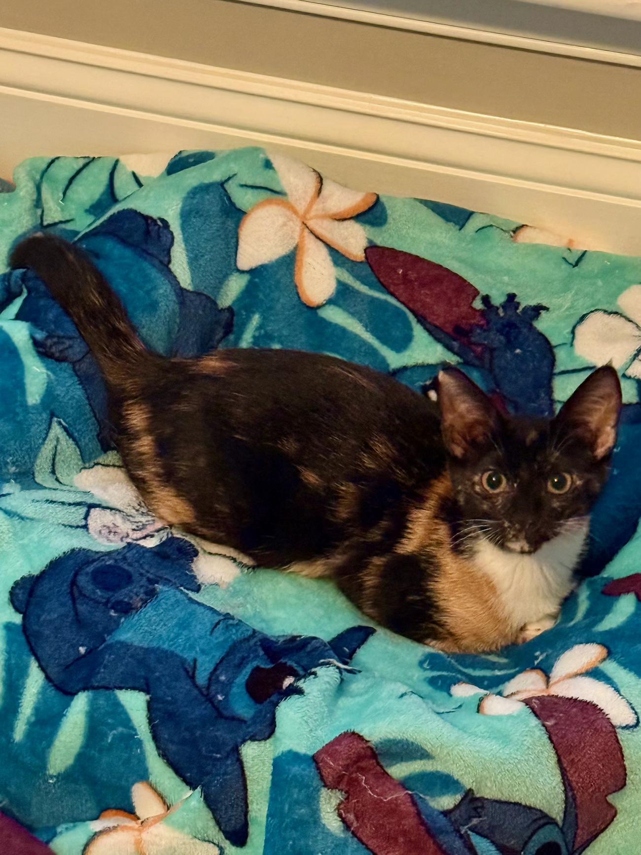 Enlarge LUCY Sweet as Can Be - 6 Months Kitten, a Adopted American Shorthair in Bristow, VA image 5/5