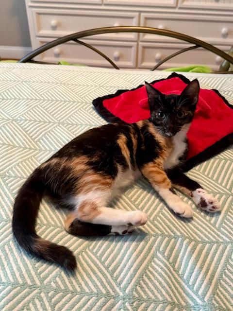 Enlarge LUCY Sweet as Can Be - 6 Months Kitten, a Adopted American Shorthair in Bristow, VA image 3/5