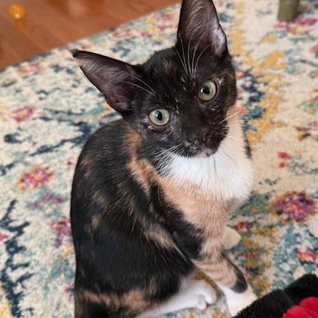Enlarge LUCY Sweet as Can Be - 6 Months Kitten, a Adopted American Shorthair in Bristow, VA image 2/5