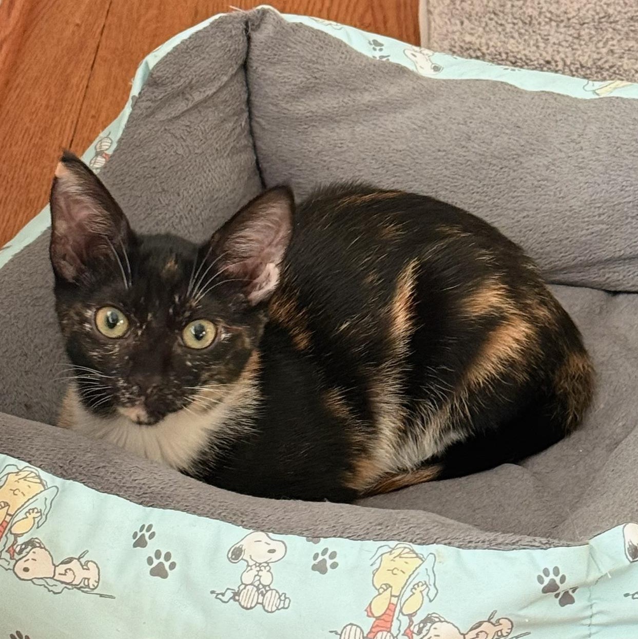 LUCY Sweet as Can Be - 6 Months Kitten, Adopted, Kitten Female American Shorthair.