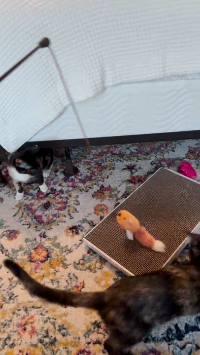 Enlarge LUCY Sweet as Can Be - 6 Months Kitten, a Adopted American Shorthair in Bristow, VA video 4/5