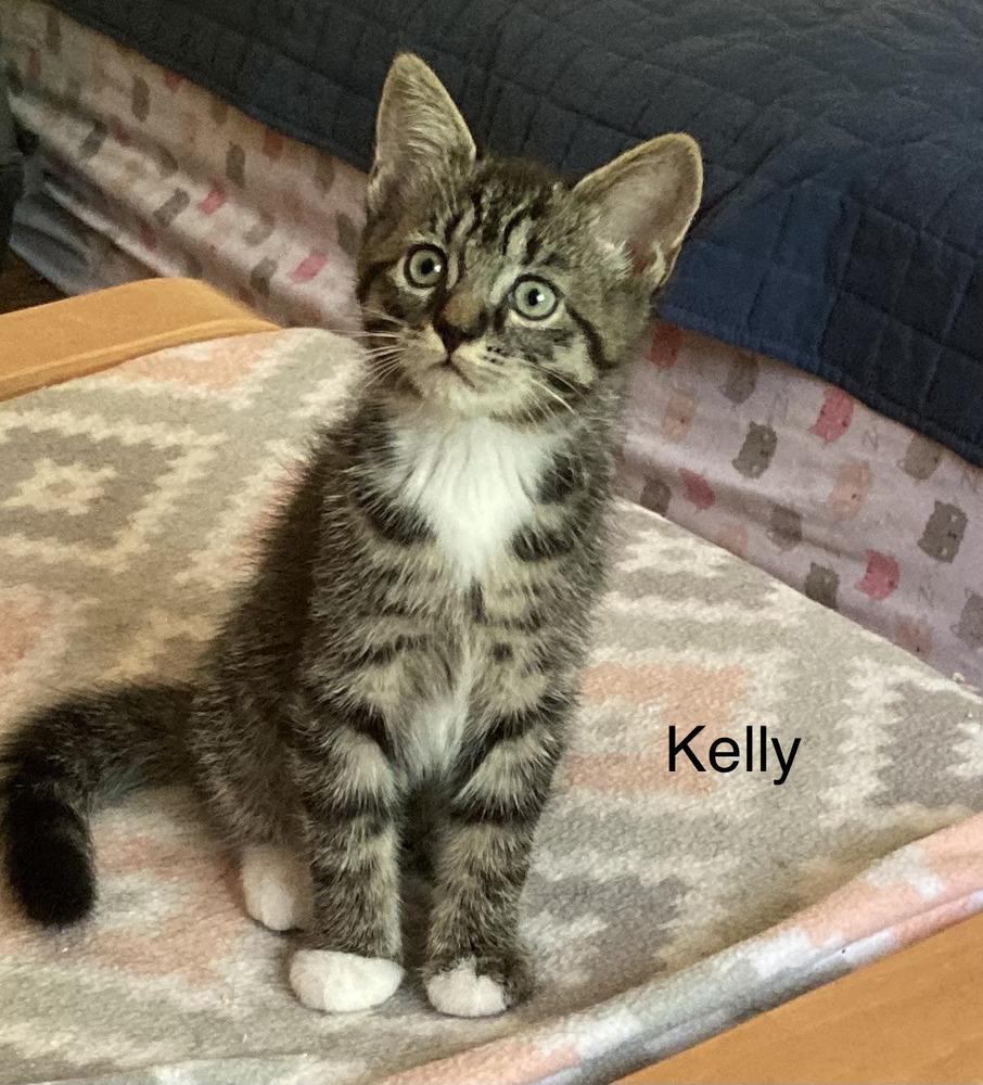 Kelly, a Adoptable Domestic Short Hair in Louisa, VA image 1/3