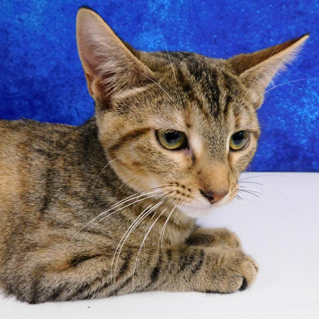 Erica, a Adoptable Domestic Short Hair in Canton, IL image 1/6