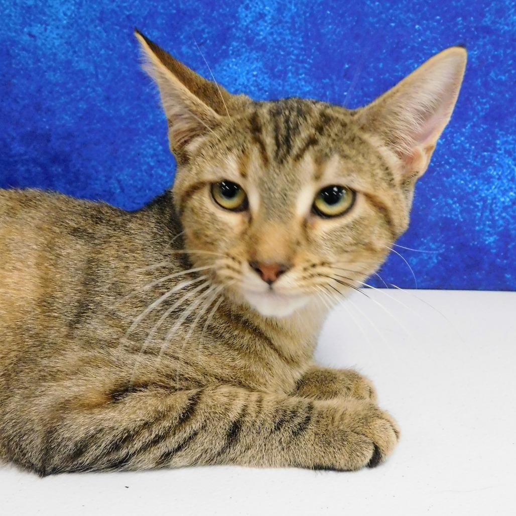 Erica, a Adoptable Domestic Short Hair in Canton, IL image 2/6