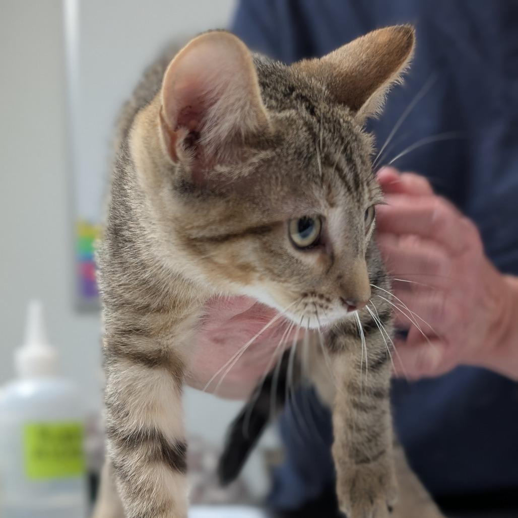 Erica, a Adoptable Domestic Short Hair in Canton, IL image 3/6