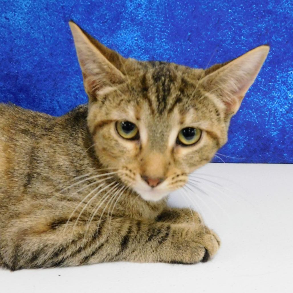 Erica, a Adoptable Domestic Short Hair in Canton, IL image 4/6