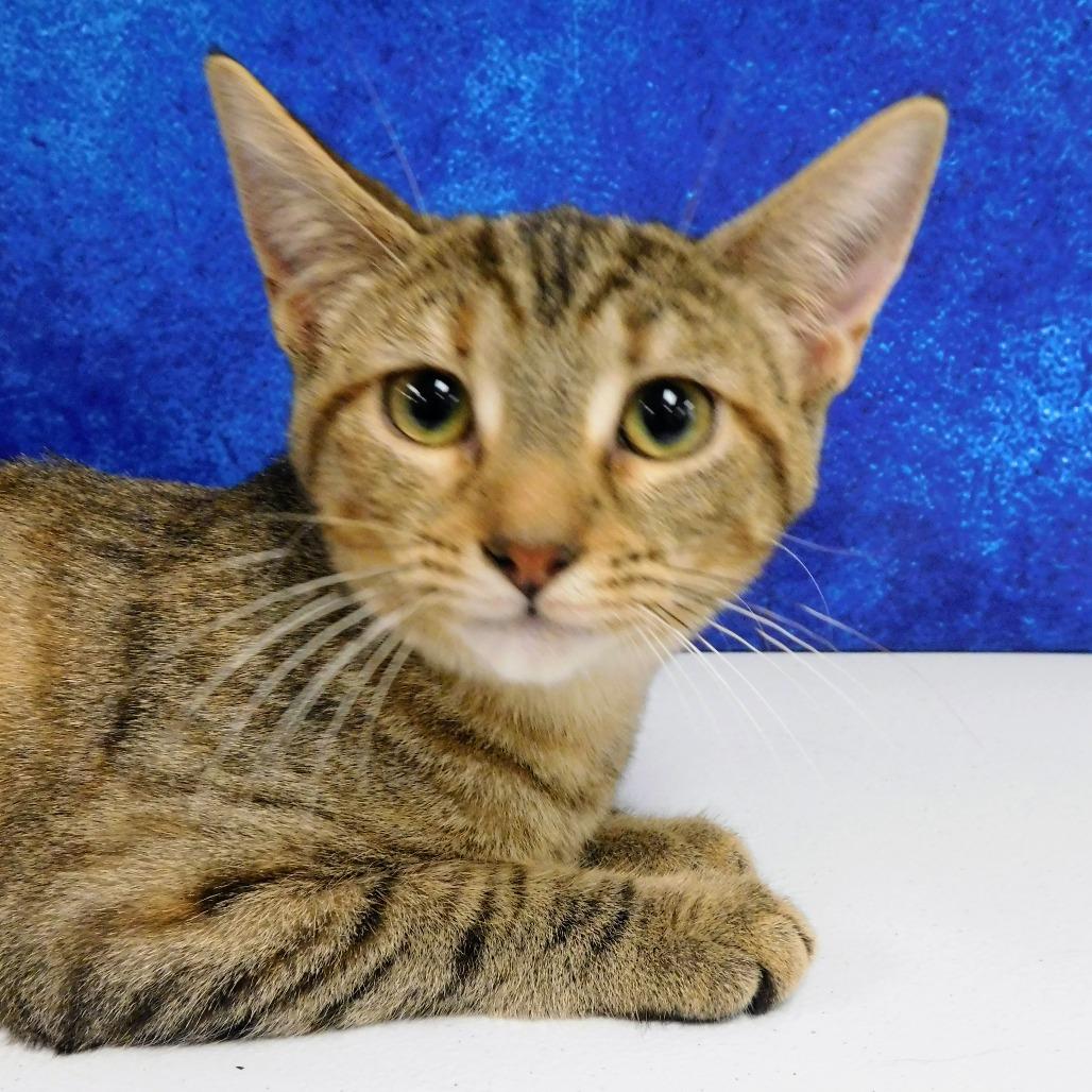 Erica, a Adoptable Domestic Short Hair in Canton, IL image 5/6