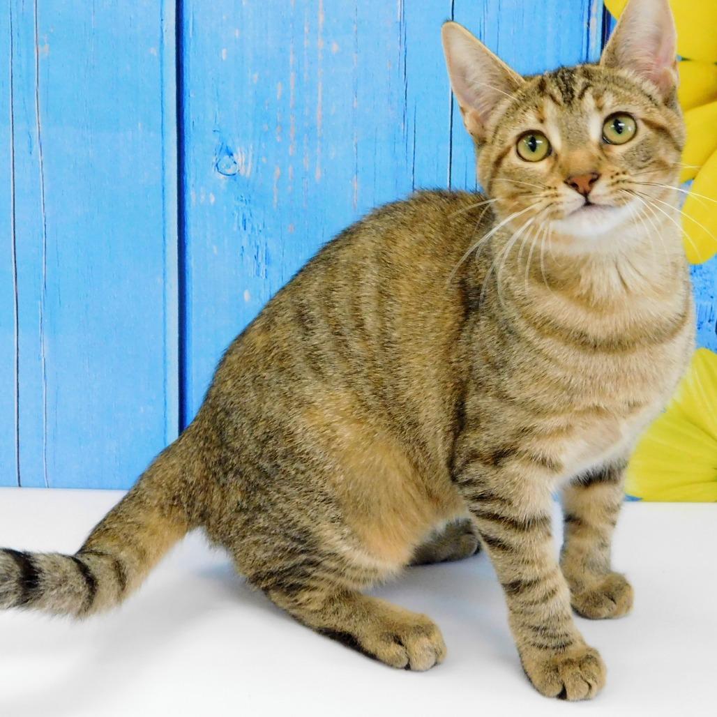 Erica, a Adoptable Domestic Short Hair in Canton, IL image 6/6