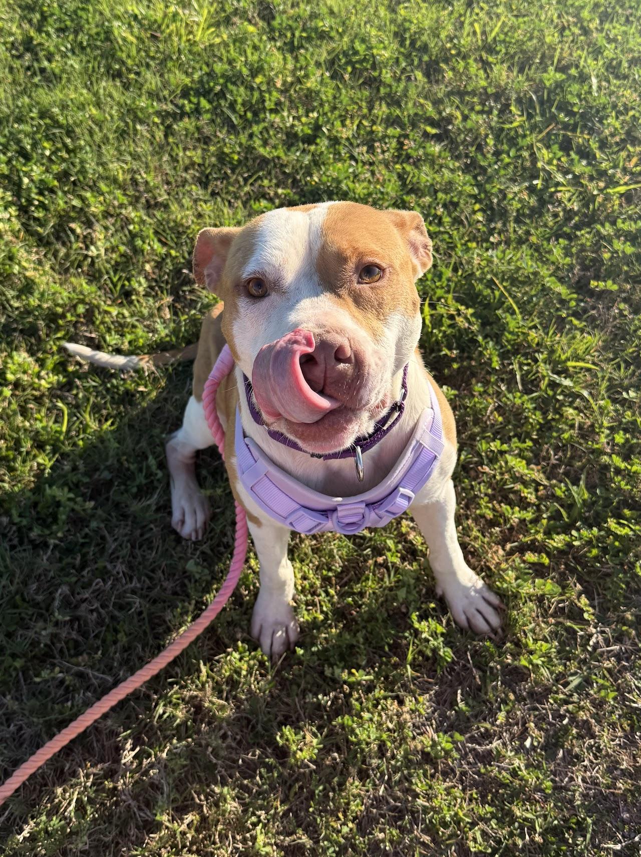Enlarge Elara, a ADOPTABLE mixed breed in tampa, FL image 5/5