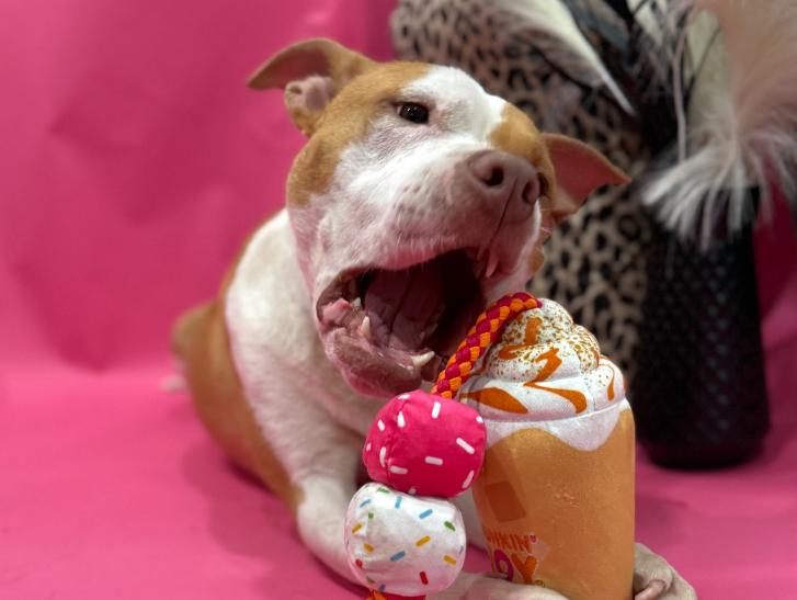 Enlarge Elara, a ADOPTABLE mixed breed in tampa, FL image 3/5