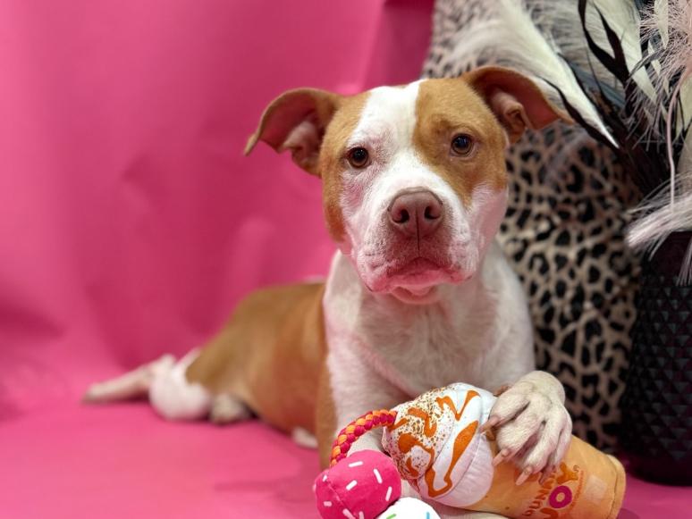 Enlarge Elara, a ADOPTABLE mixed breed in tampa, FL image 4/5