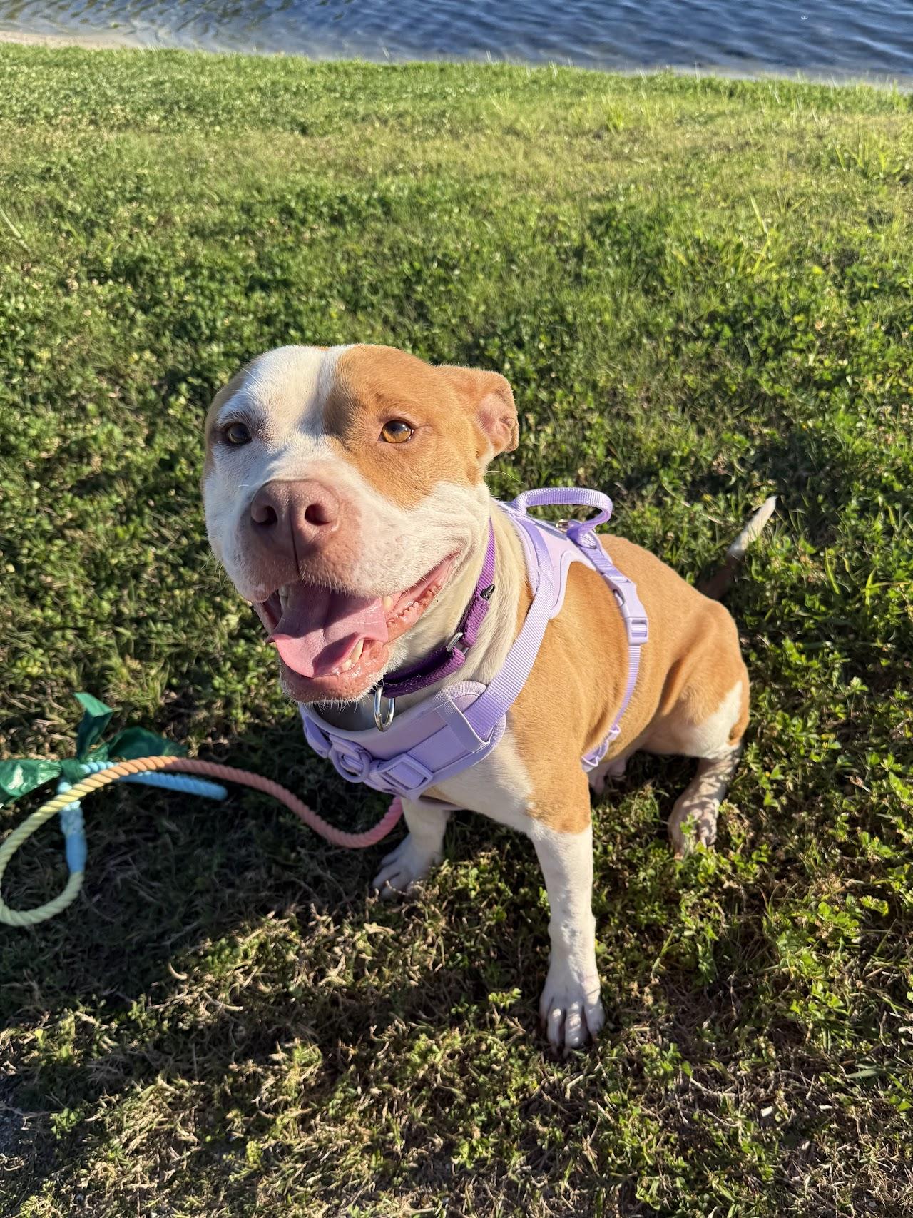 Enlarge Elara, a ADOPTABLE mixed breed in tampa, FL image 1/5